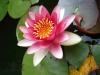 我的花花