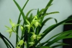 期待春花开 能将宿愿偿