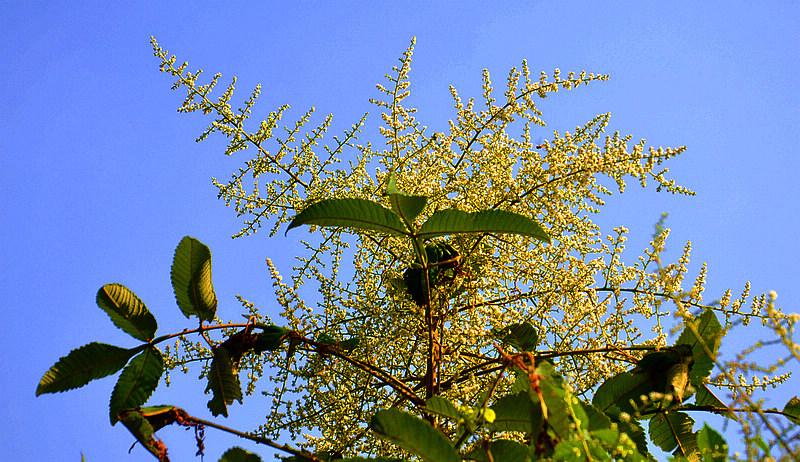 DSC_0057.jpg