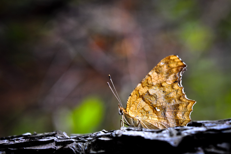 DSC_0267.jpg