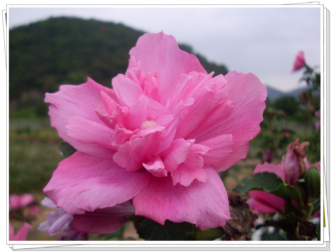 绢花.jpg