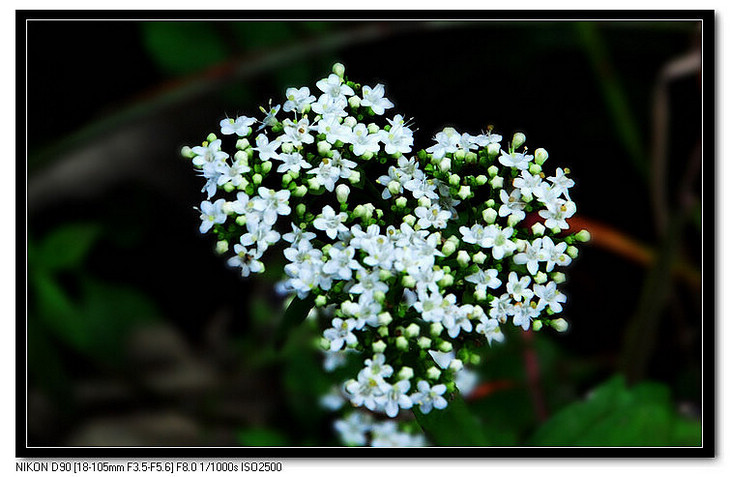 DSC_0052.JPG