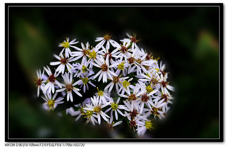 DSC_0222.JPG