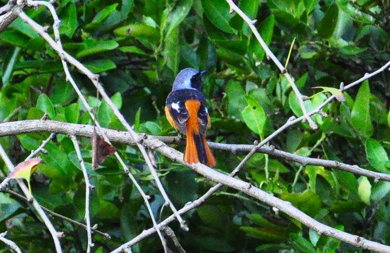 DSC_0080.JPG
