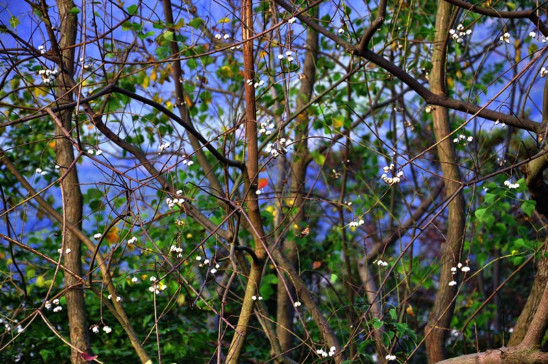 DSC_0112.JPG