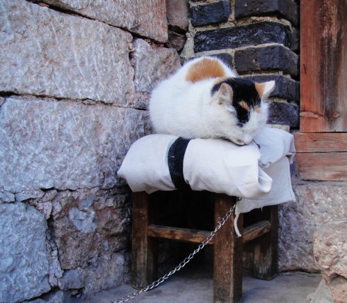 丽江的小猫也是如此惬意.jpg