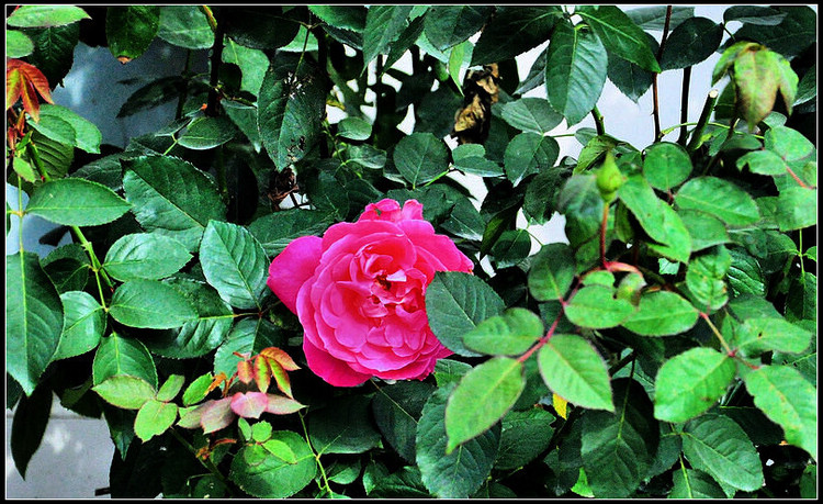 DSC_0046.JPG