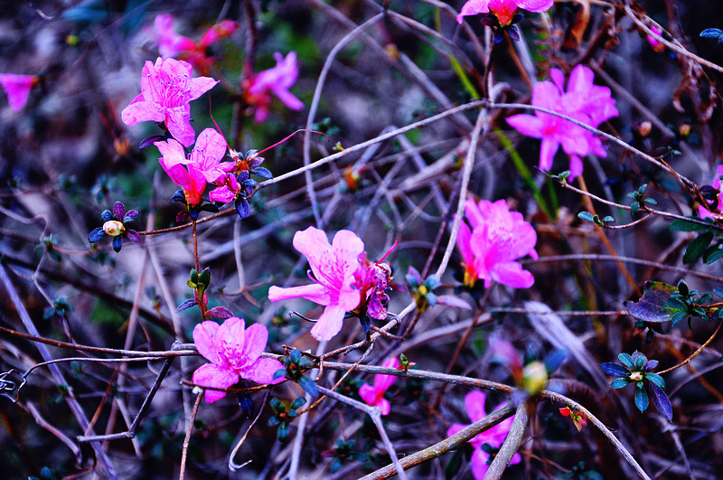 DSC_0083.JPG