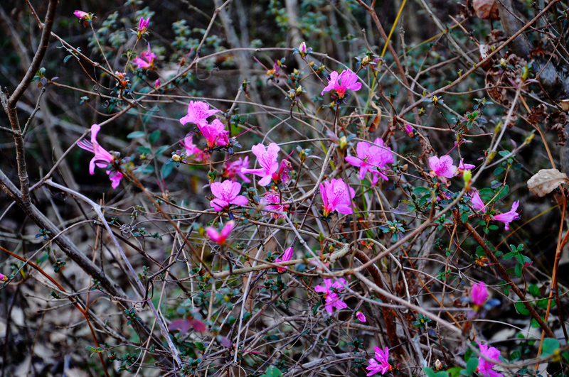 DSC_0089.JPG