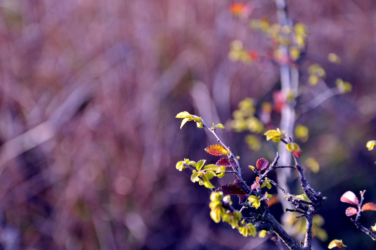 DSC_0242f.jpg
