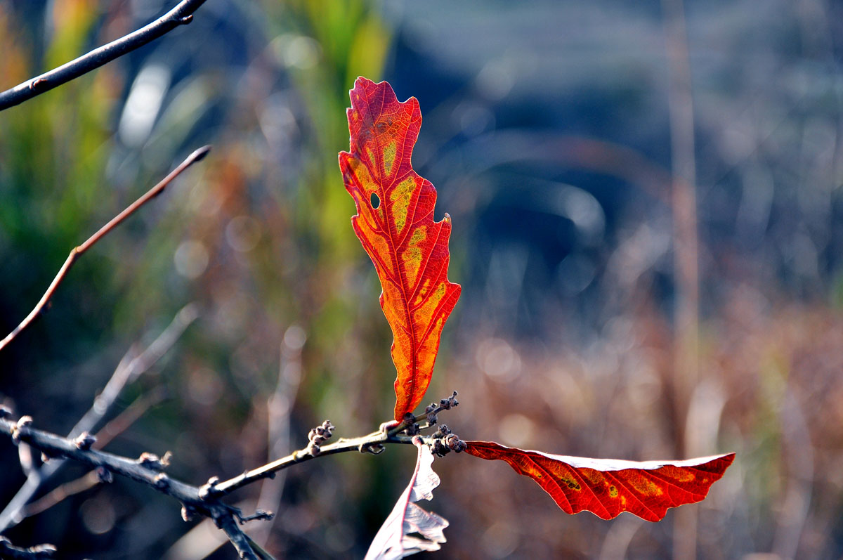 DSC_0247f.jpg