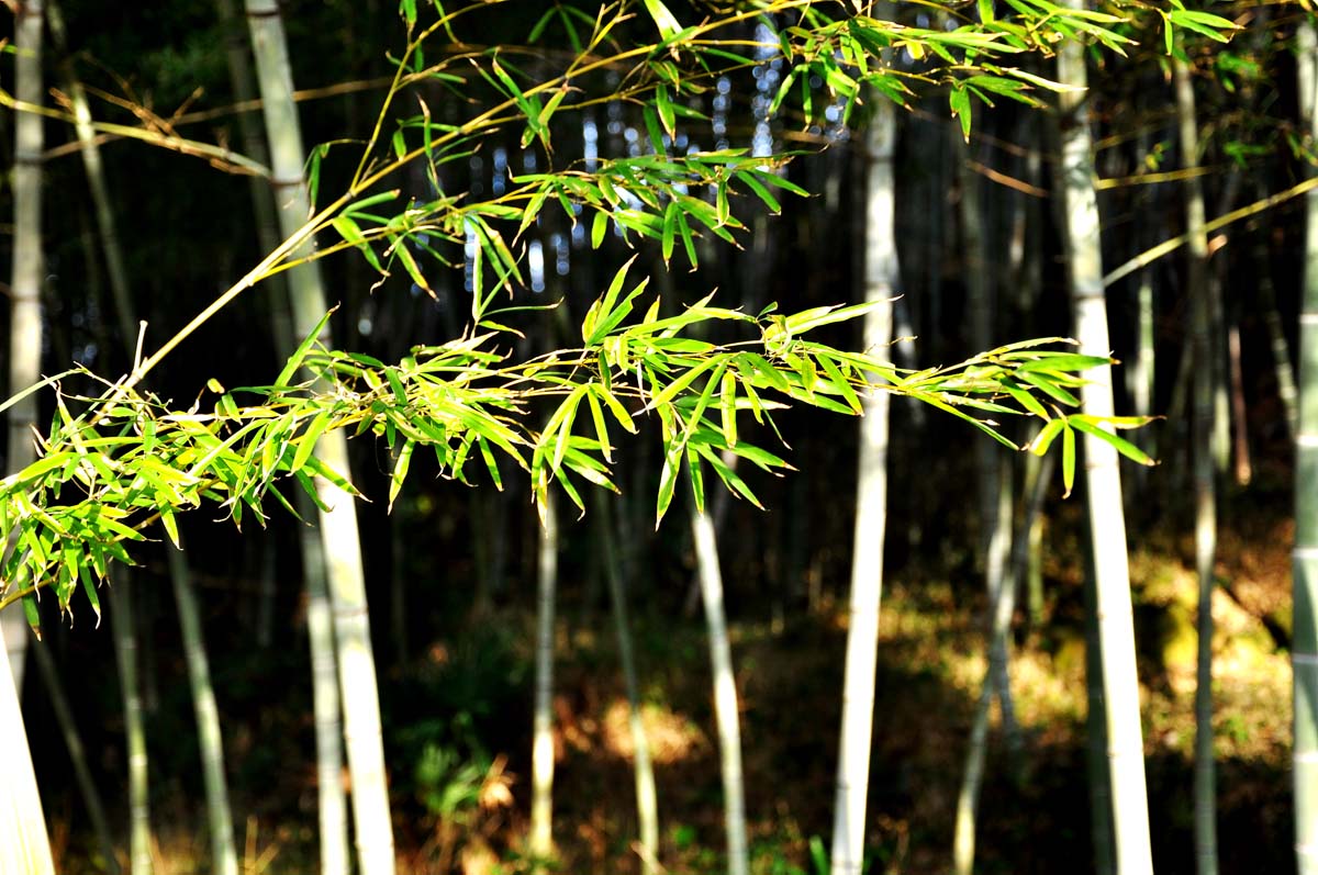 DSC_0253f.jpg