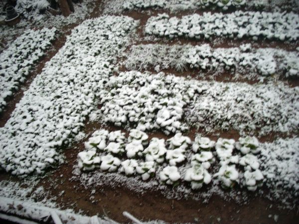 雪.菜园.jpg