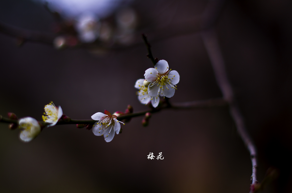 梅花.jpg