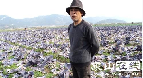 紫甘蓝.jpg