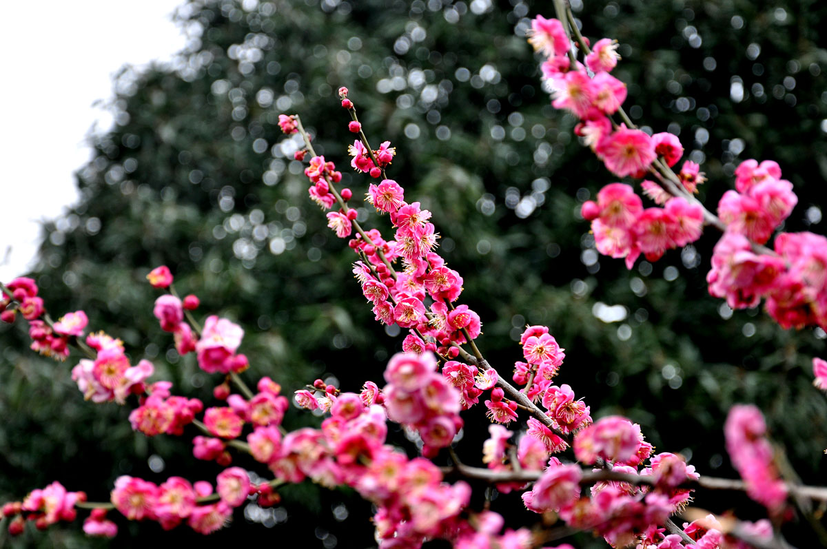 DSC_0056psf.jpg