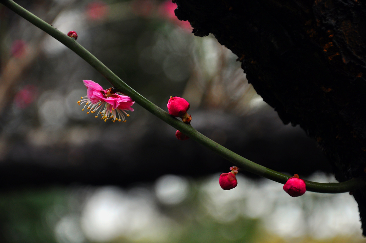 DSC_0014PSF.jpg