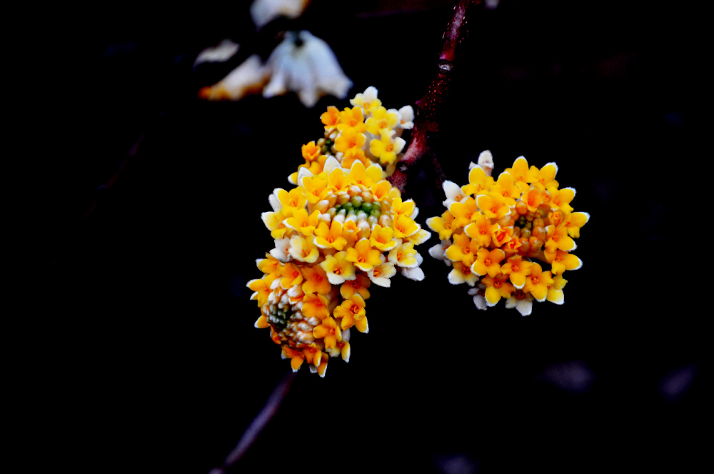 DSC_0021.JPG