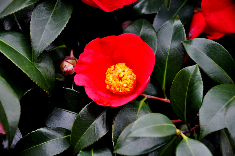 DSC_0027.JPG