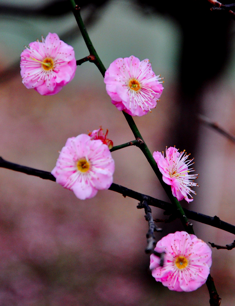 DSC_0039.JPG