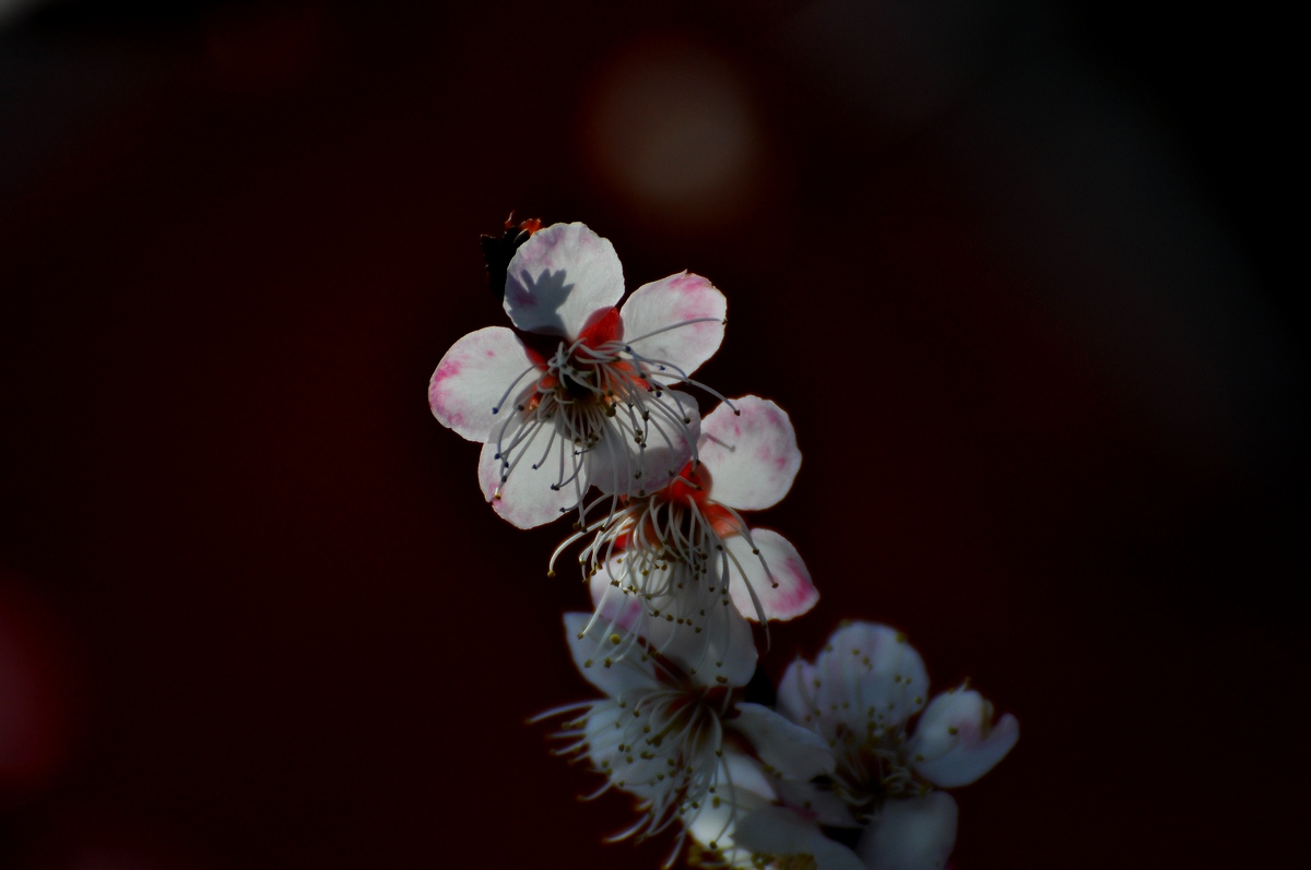 DSC_5752f.jpg