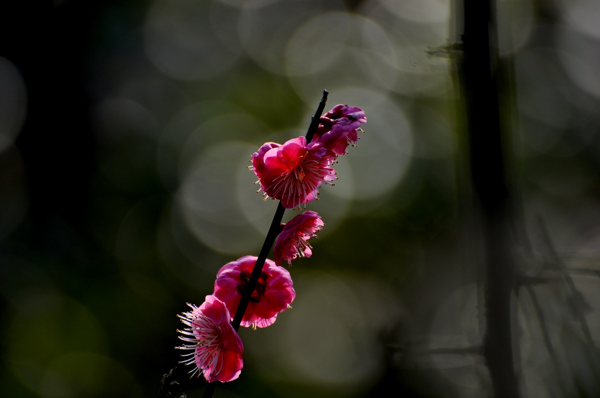 DSC_5773f.jpg
