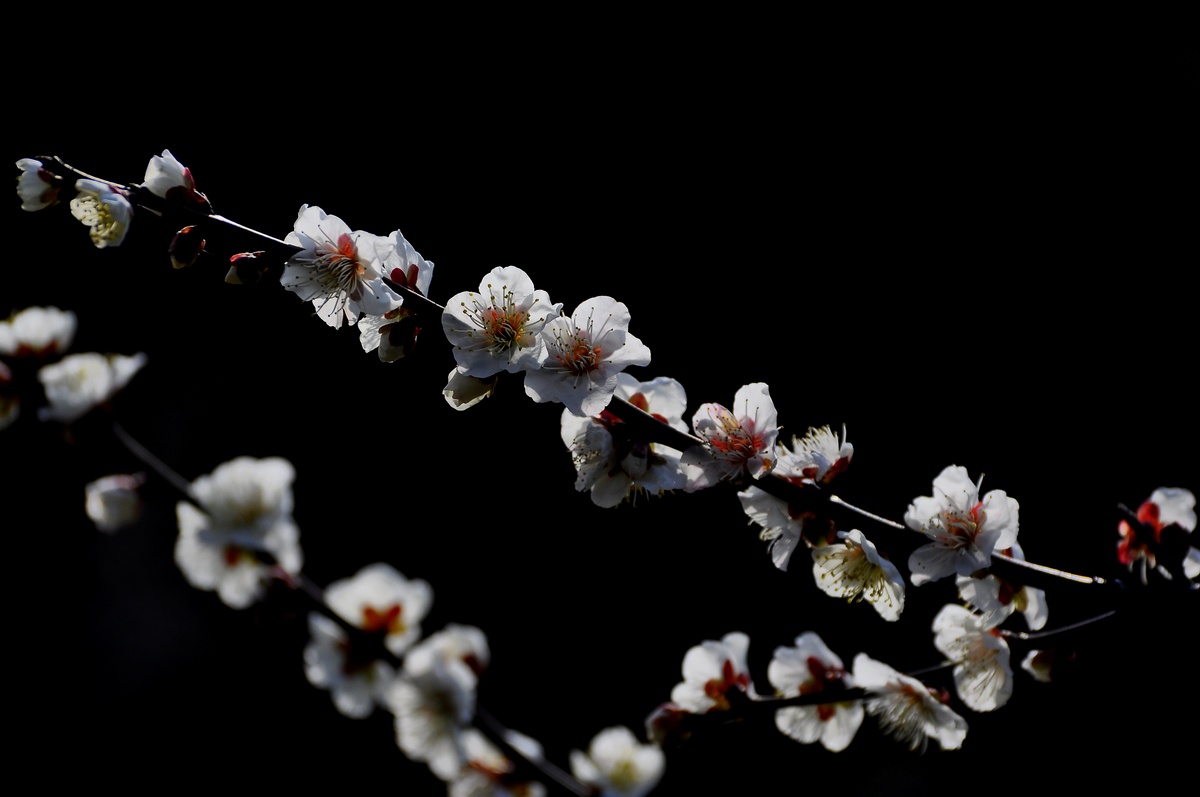 DSC_5775f.jpg