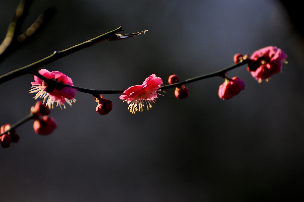 DSC_5777f.jpg
