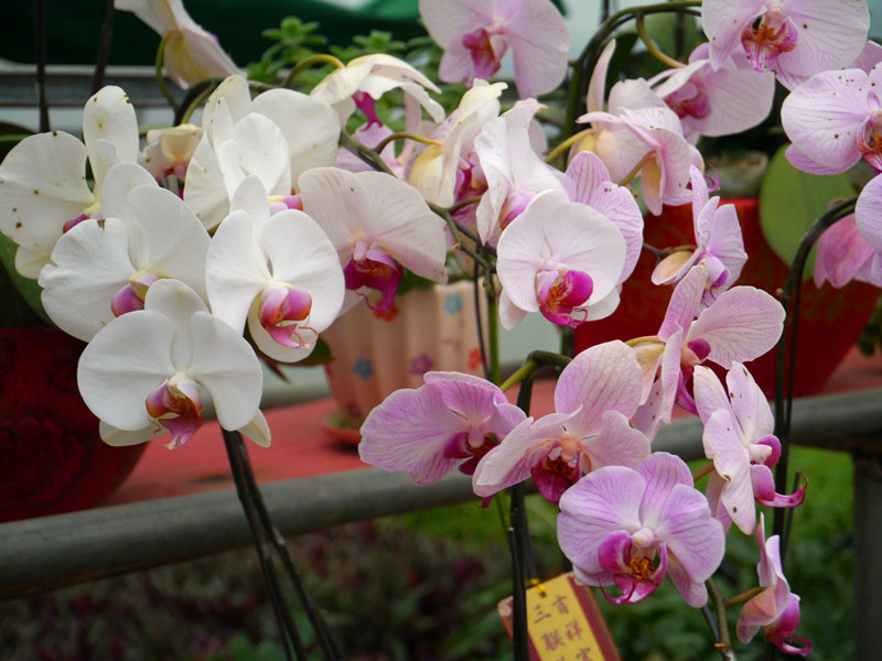 淡雅的蝴蝶花.jpg