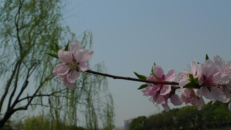 P1030521.JPG
