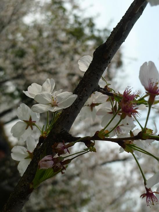 P1030400.JPG