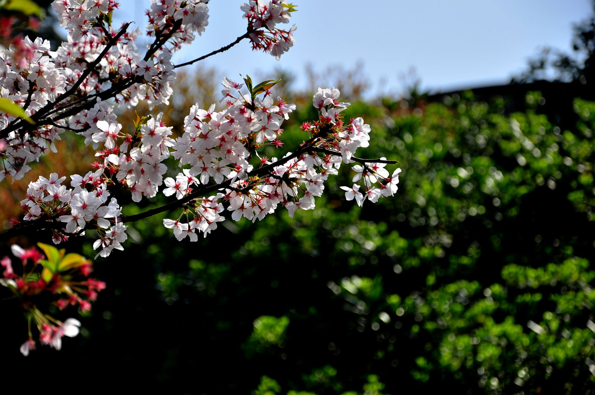 DSC_7027PSF.jpg