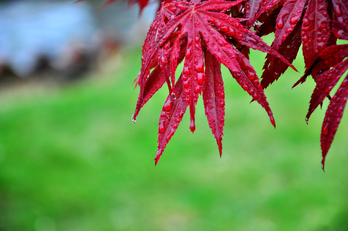 DSC_7749PSF.jpg