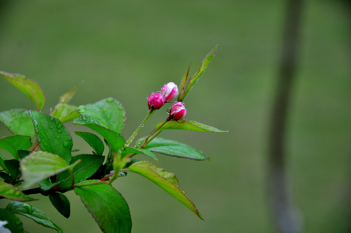 DSC_7751PSF.jpg