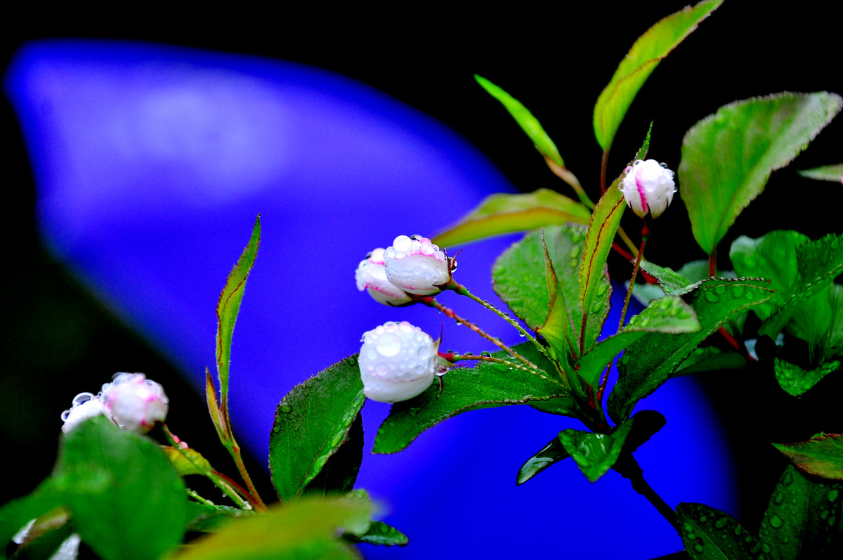 DSC_7754PSF.jpg
