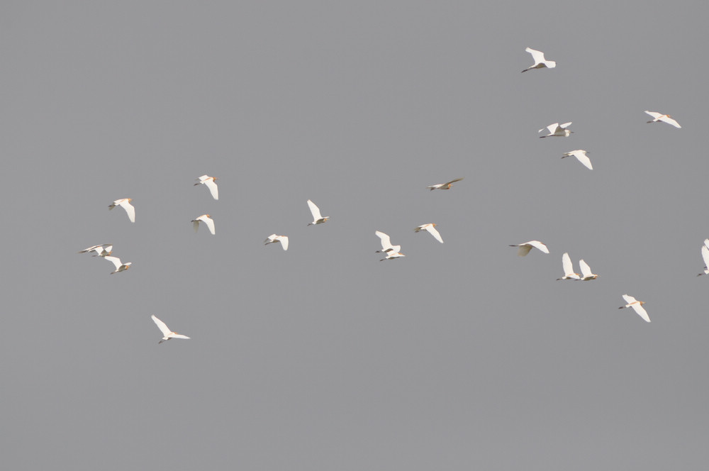 DSC_0143.jpg