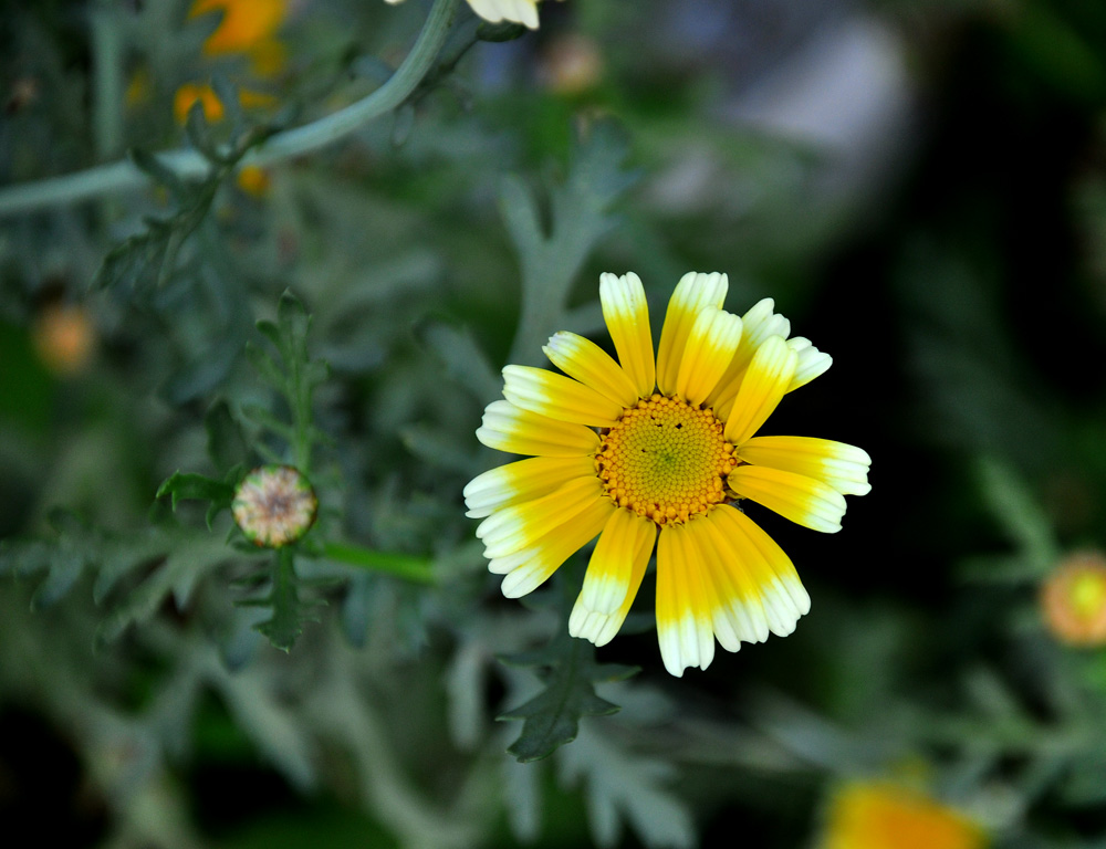 DSC_9307psF.jpg