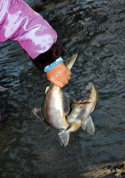 N83.jpg
