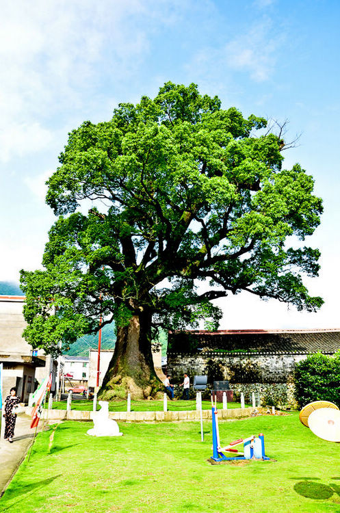 樟岙村大樟树