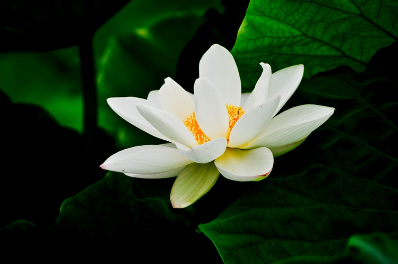 nEO_IMG_DSC_0046.jpg