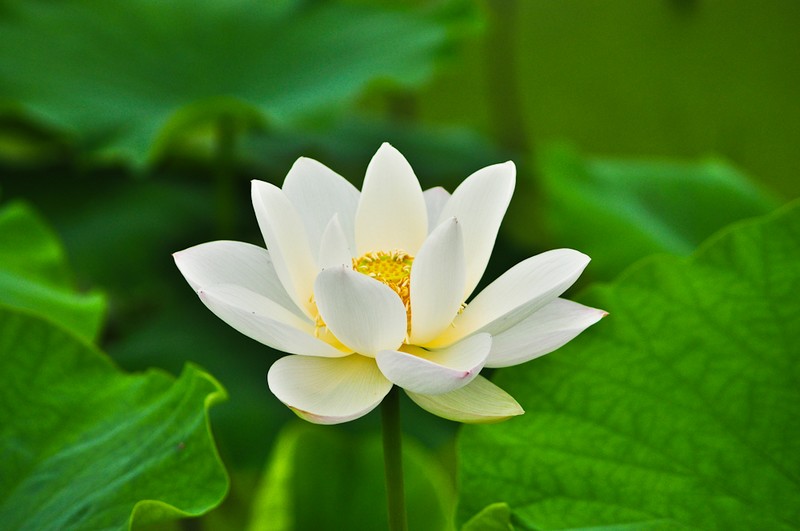 nEO_IMG_DSC_0084.jpg
