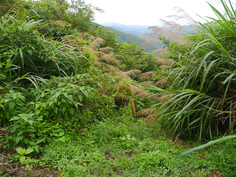 P1030968_副本.jpg