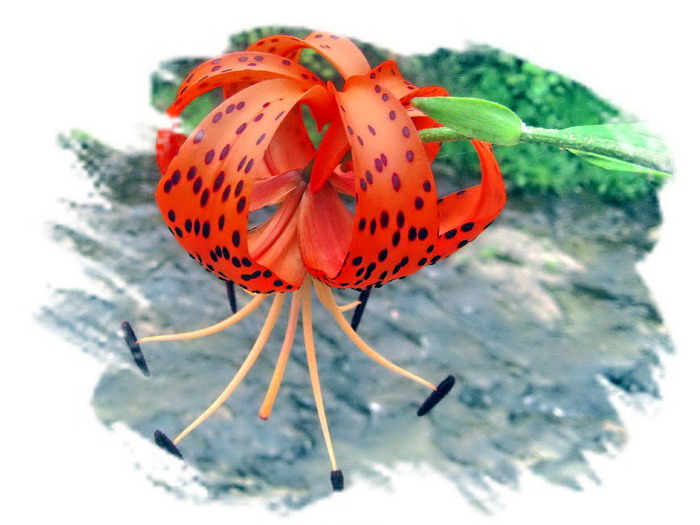 STA_8126.jpg