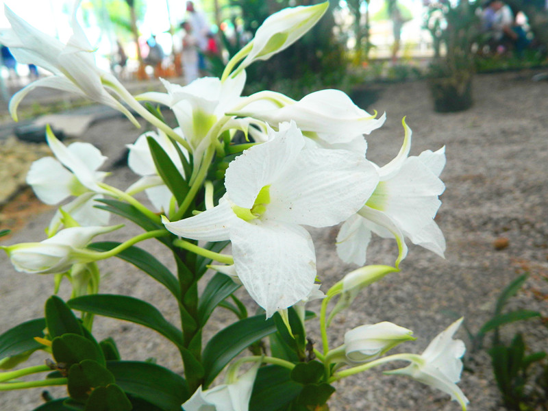 兰花园赏花01.jpg