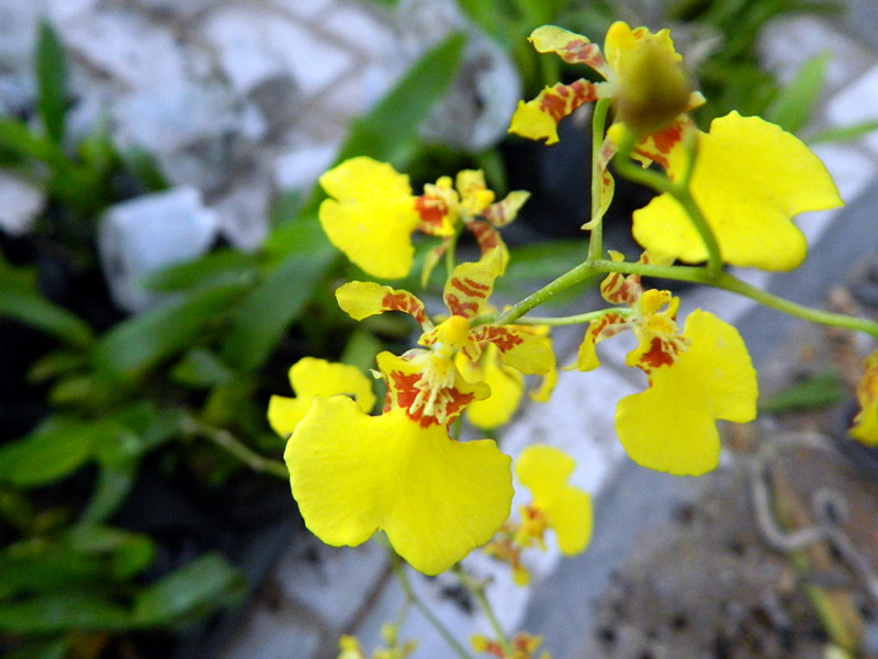 兰花园赏花03.jpg