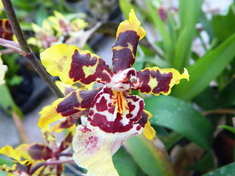 兰花园赏花04.jpg