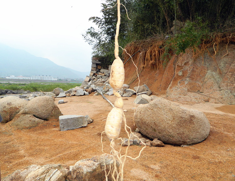 墙头海山游12.jpg