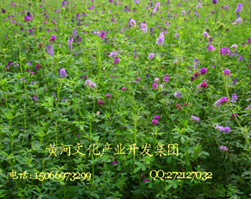 苜蓿2.jpg