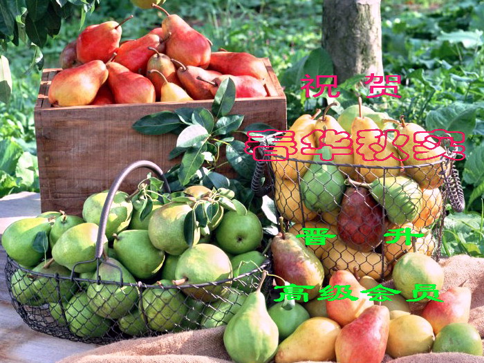photograph_fruit_pear_62207_m.jpg