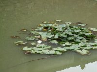 竟然还能看到莲花